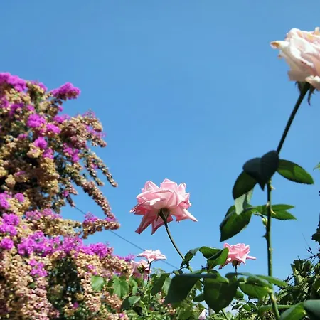 With Parking Space Postira, Brac - 5659 * 波斯蒂勒