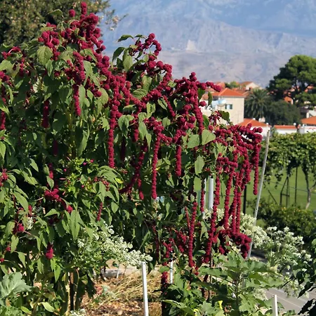 With Parking Space Postira, Brac - 5659 波斯蒂勒